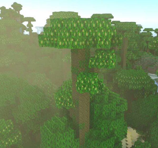 Высокие деревья на фоне большого леса