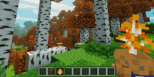 Вид на обновленный лес с осенней листвой